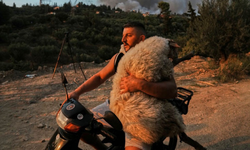 Μέλπω το πρόβατο: Το ζώο στην Αχαΐα που έγινε viral, βρήκε όνομα και… σπίτι σε φάρμα vegan