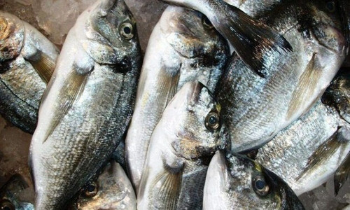 Κόρινθος: Συνελήφθη ιδιοκτήτης επιχείρησης που πουλούσε κλεμμένες τσιπούρες