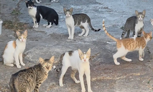 Σε αυτό το χωριό του Ρεθύμνου κουμάντο κάνουν οι γάτες