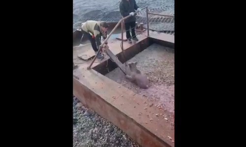 Έσωσαν... αχάριστο αρκουδάκι από λάκκο - Βίντεο