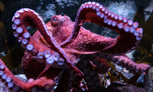 Καλιφόρνια: Ετοιμοθάνατο «χταπόδι-φάντασμα» φροντίζει τα αυγά του λίγο πριν πεθάνει