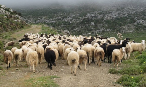 ΥΠΑΑΤ: Οδηγίες για τους κτηνοτρόφους σε περίπτωση μόλυνσης ζώου από ευλογιά - Όλα τα μέτρα