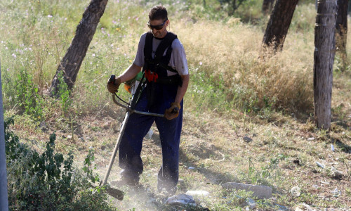 Λύθηκε το μυστήριο με τα κομμένα δέντρα στο κέντρο της Αθήνας - Γιατί αντικαθίστανται οι μουριές