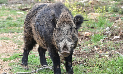Τραγωδία στη Γορτυνία: 57χρονος νεκρός στο κυνήγι αγριογούρουνου - Πυροβολήθηκε από άλλο κυνηγό