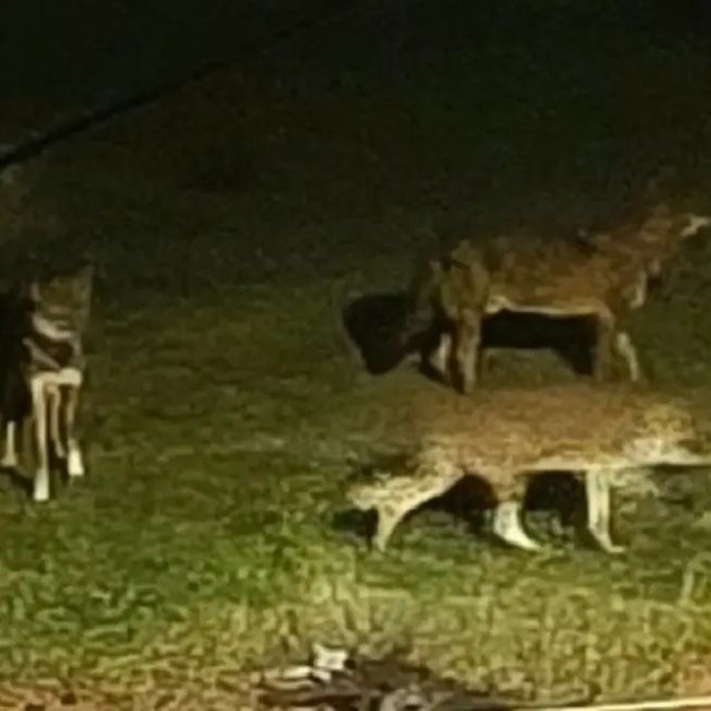 Λύκοι στο Πανόραμα Θεσσαλονίκης - Αρκούδα κάνει βόλτες σε χωριό της Κοζάνης