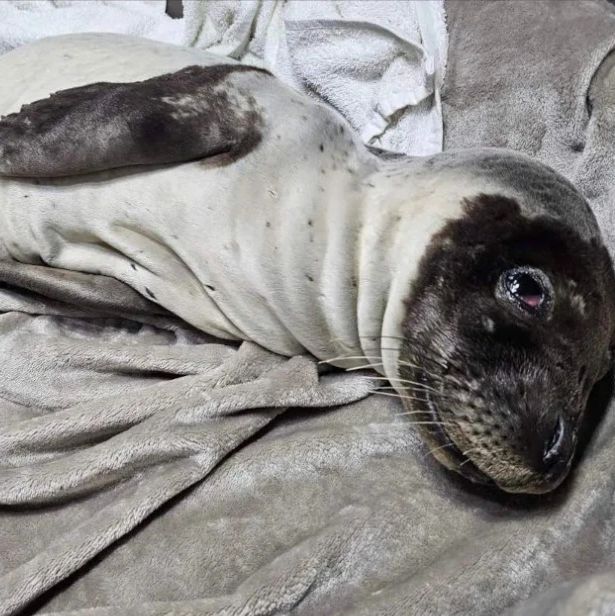 Λέρος: Δραματική διάσωση ετοιμοθάνατης φώκιας 30 ημερών - Βίντεο