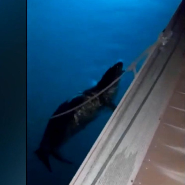 Φώκια εθεάθη στο στο λιμάνι του Παραλίου Άστρους - Βίντεο