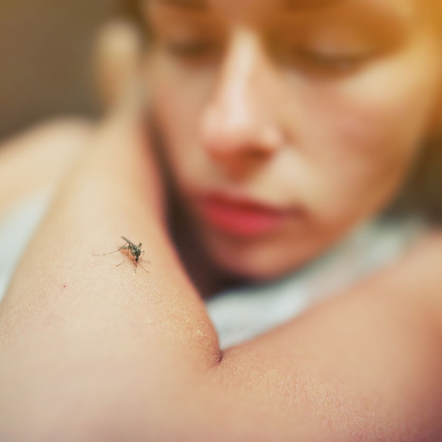 Ποια ομάδα αίματος προτιμούν τα κουνούπια