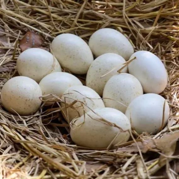 Ο απίστευτος λόγος για τον οποίο δεν τρώμε τα αυγά της γαλοπούλας