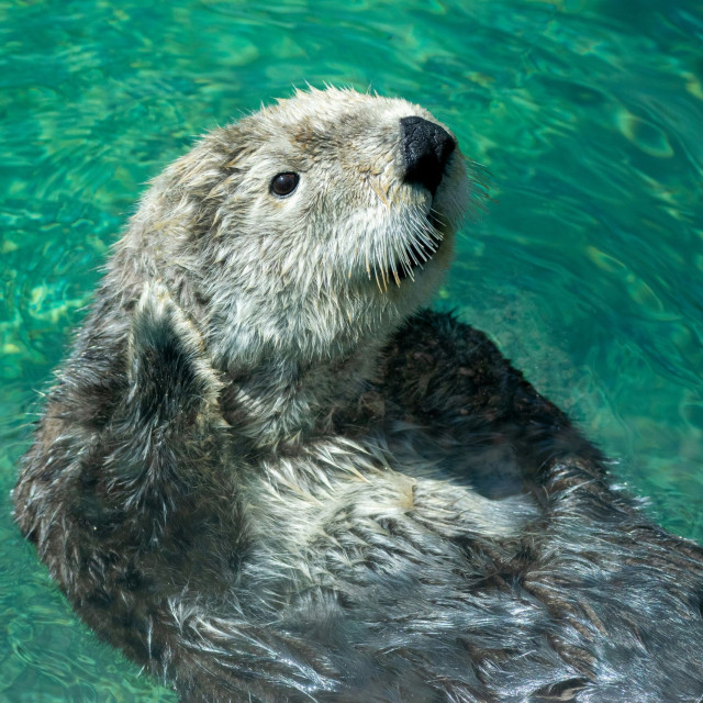 ΗΠΑ: Τα «φλεγόμενα» ποτάμια καθάρισαν και οι ενυδρίδες επέστρεψαν στο σπίτι τους