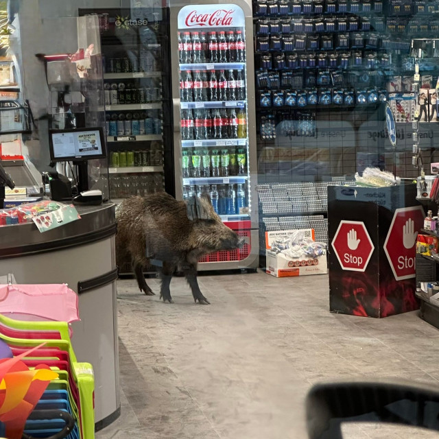 Βερολίνο: Αγριογούρουνο έκανε... βόλτα σε εμπορικό κέντρο - Το έδιωξαν αστυνομικοί με ασπίδες