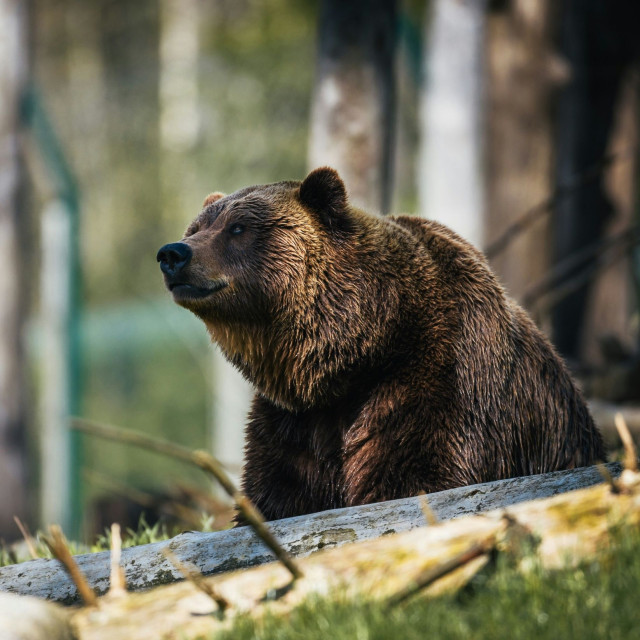 Viral η παιχνιδιάρα αρκούδα - Μόλις ξύπνησε από χειμερία νάρκη
