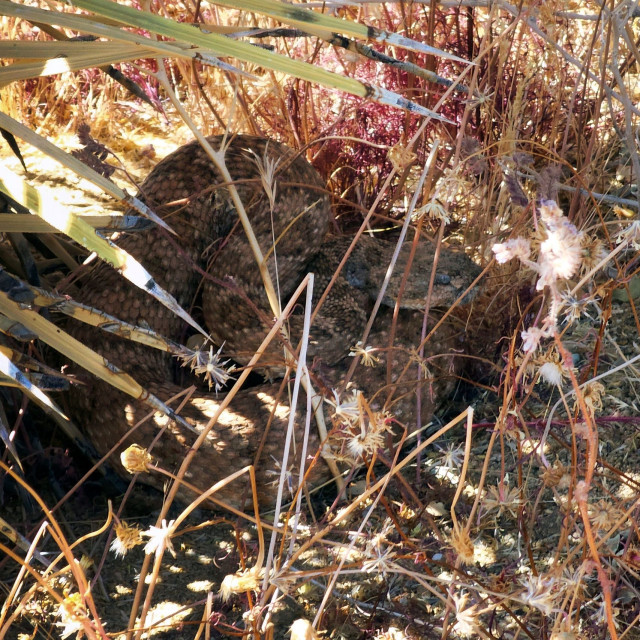 Ένα αποκαλυπτικό πείραμα: Τα ζώα φοβούνται ενστικτωδώς τον ήχο του κροταλία