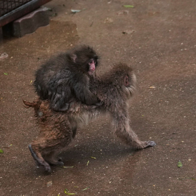 Ιαπωνία: Ο Punch το μαϊμουδάκι κάνει φίλους και προσαρμόζεται στη ζωή του ζωολογικού κήπου