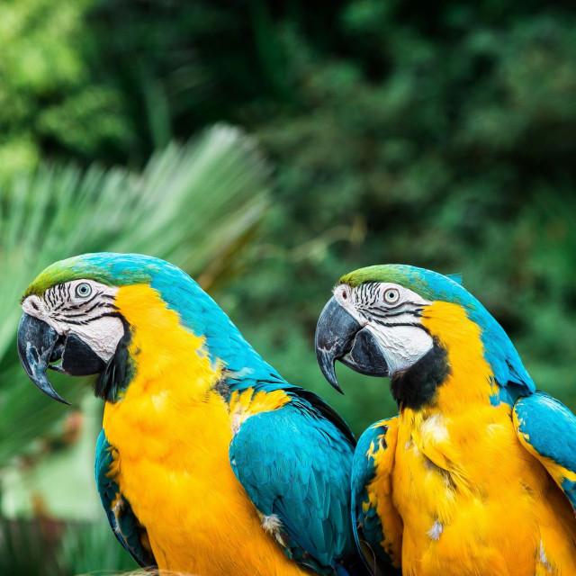 Πώς οι παπαγάλοι μπορούν να μιλούν σαν τους ανθρώπους: Eπιστήμονες εξηγούν