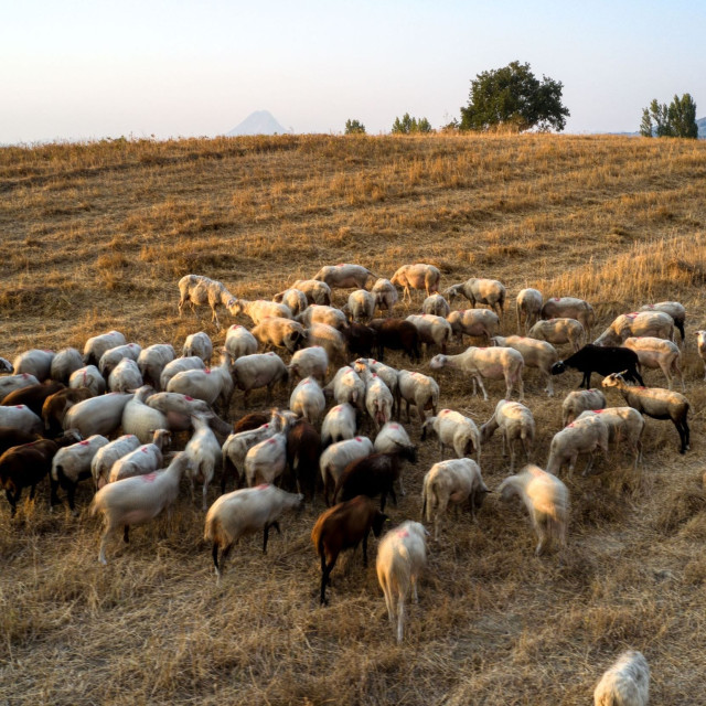 Ρέθυμνο: Έλειπαν πάνω από 7.400 ζώα που είχαν δηλωθεί - Σε τρεις συλλήψεις προχώρησε η αστυνομία