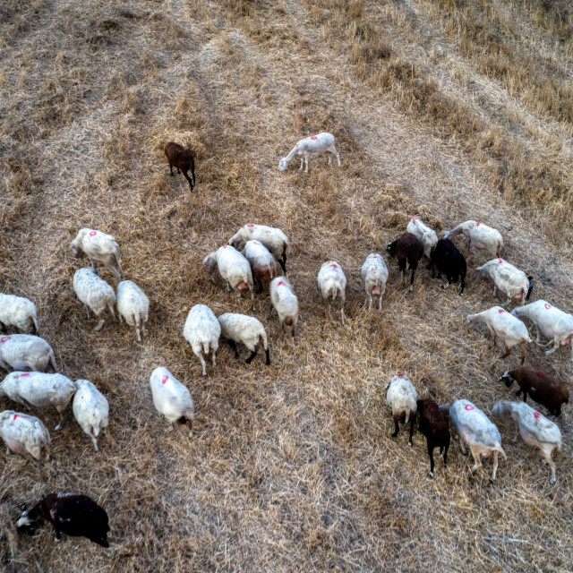 Μυτιλήνη: Σταματά η αγορά γάλακτος λόγω του αφθώδους πυρετού