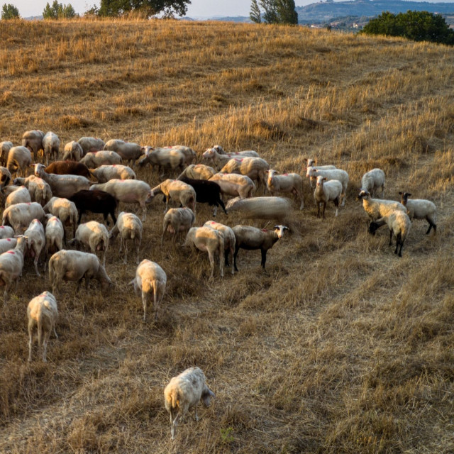 Αφθώδης πυρετός: Τί είναι, πώς μεταδίδεται στα ζώα και ποια μέτρα ελήφθησαν