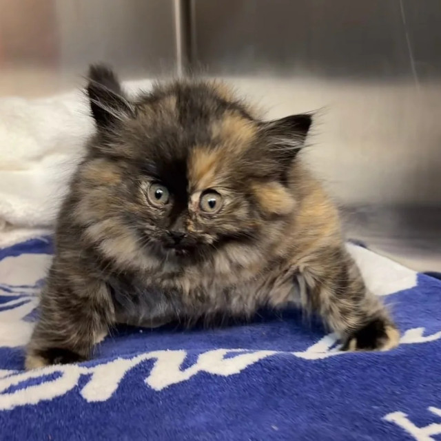 Έμοιαζε με ψάρι-φούσκα αντί για γάτα: Το viral γατάκι που κατάφερε να σωθεί