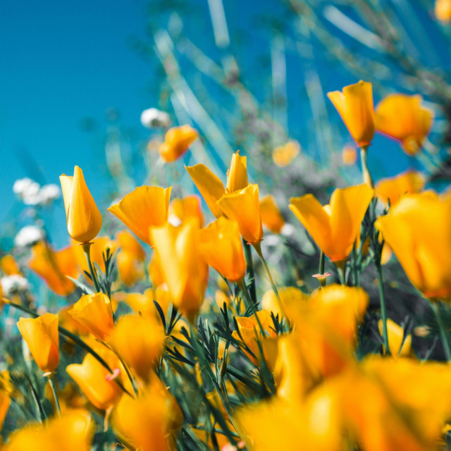 «Μπαίνει» αύριο, 20 Μαρτίου και επίσημα η άνοιξη - Ο λόγος