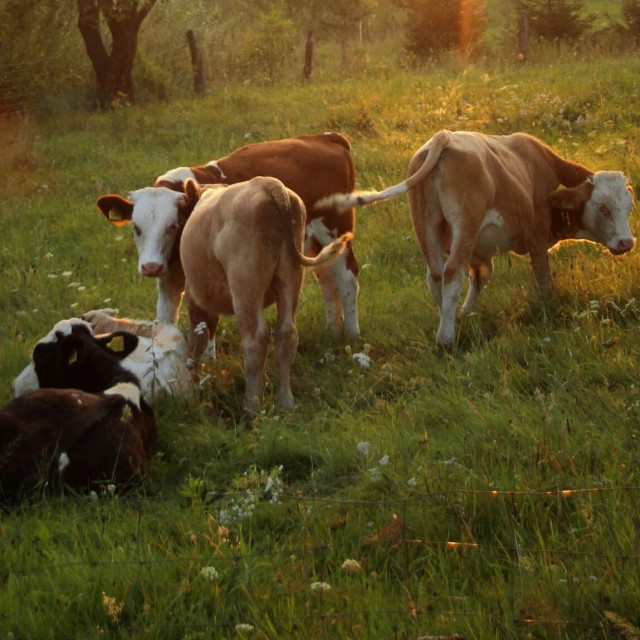 Μυτιλήνη: Μέτρα για τον αφθώδη πυρετό - Τι προβλέπεται για ζώα, γάλα, κρέας και ζωικά υποπροϊόντα