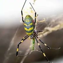 Περιβαλλοντικός συναγερμός για γιγάντια ασιατική αράχνη που εισβάλλει στις ΗΠΑ