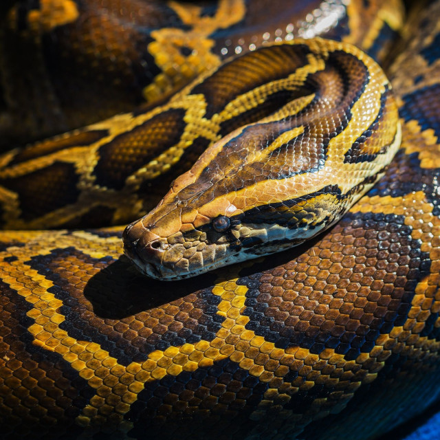 Μόριο αίματος από πύθωνες γίνεται φάρμακο απώλειας βάρους χωρίς τις παρενέργειες των GLP-1