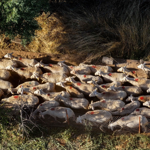 Μυτιλήνη: Σε κατάσταση έκτακτης ανάγκης το νησί λόγω αφθώδους πυρετού