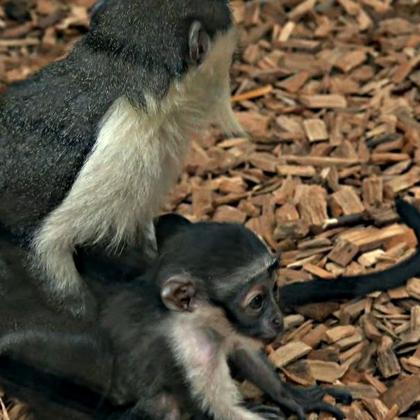 Γεννήθηκε ένας από τους σπανιότερους πιθήκους στον κόσμο