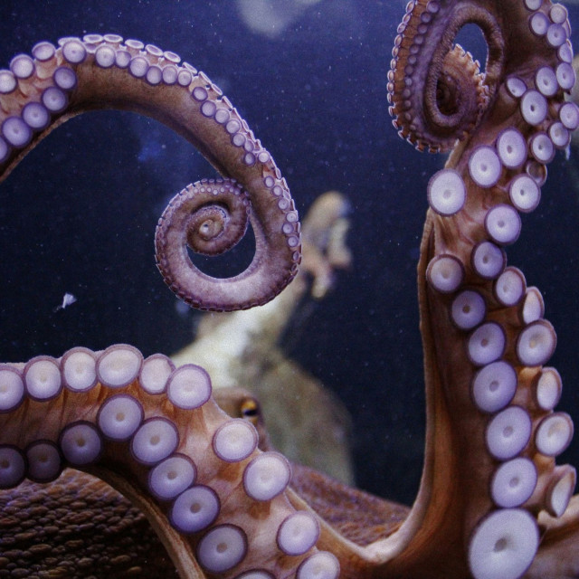 Η Μάγχη γίνεται... Μεσόγειος: Γέμισαν χταπόδια οι αγγλικές ακτές - Συναγερμός στους ψαράδες