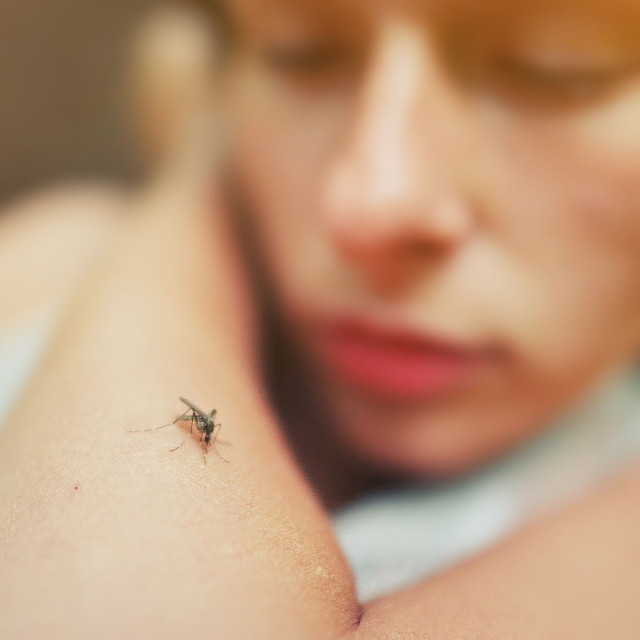 Οι επιστήμονες ανακάλυψαν τον μηχανισμό με τον οποίο τα κουνούπια βρίσκουν τους ανθρώπους