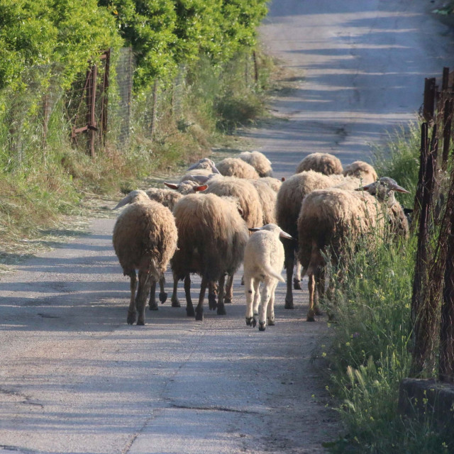 Μυτιλήνη: Εντοπίστηκαν τρία νέα κρούσματα αφθώδους πυρετού - Τα μέτρα που εφαρμόζονται