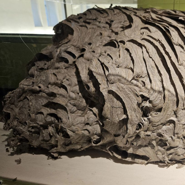 Αυτή η τεράστια σφηκοφωλιά στη Δυτική Νέα Υόρκη, σπάει κάθε ρεκόρ μεγέθους