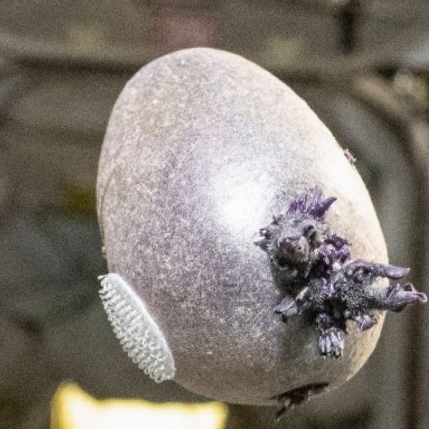 Διεθνής Διαστημικός Σταθμός: Μυστηριώδες αντικείμενο με πλοκάμια προκάλεσε πανικό