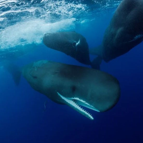 Συγκλονίζει το βίντεο από τη γέννα φάλαινας: Η νέα... μαμά είχε πολλούς βοηθούς, λένε οι επιστήμονες