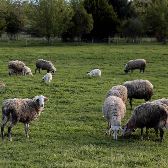 Μυτιλήνη: Στα 17 τα κρούσματα αφθώδους πυρετού– Επιβεβαιώθηκαν 4 νέα περιστατικά
