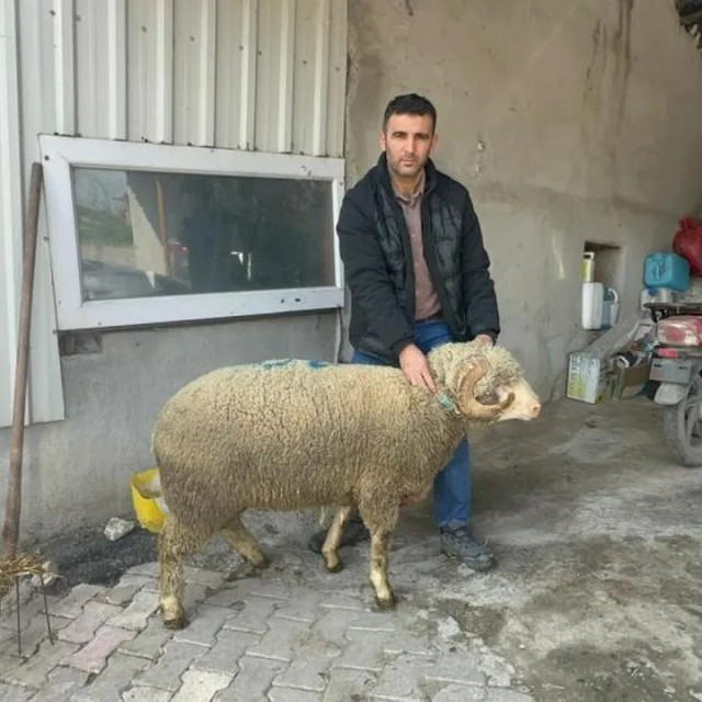 Κριάρι «πρωταθλητής» στην Τουρκία: «Εξαντλήθηκαν» οι παραγγελίες για τους... απογόνους του