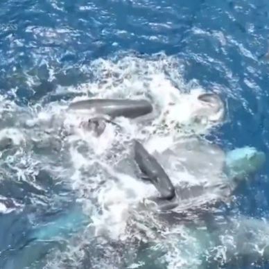 Μοναδικό στιγμιότυπο: Πώς θηλυκές φάλαινες βοηθούν στον τοκετό και στηρίζουν το νεογέννητο