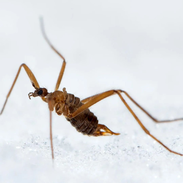 Οι επιστήμονες βρήκαν έντομο με στρατηγική επιβίωσης - Παράγει δική του θερμότητα στον παγετό