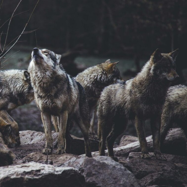 Αγέλη λύκων θανατώθηκε σε πάρκο, όταν στράφηκαν ο ένας εναντίον του άλλου