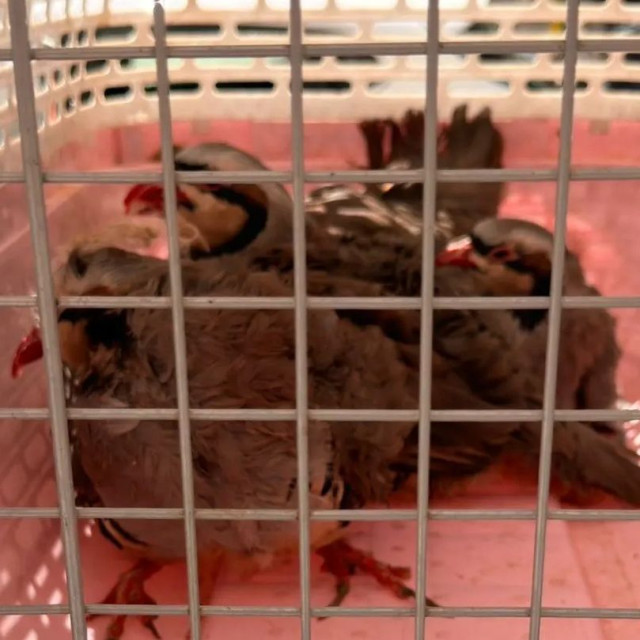 Αμπελόκηποι: Δικογραφία εις βάρος άνδρα για την παράνομη εκτροφή ζώων σε ταράτσα κτιρίου