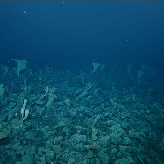 Ένα εκατομμύριο γιγάντια αυγά καλύπτουν ενεργό υποθαλάσσιο ηφαίστειο στον Ειρηνικό