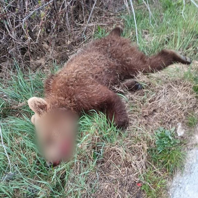 Κοζάνη: Αρκουδάκι παρασύρθηκε από διερχόμενο όχημα - Εντοπίστηκε νεκρό στο Δροσερό