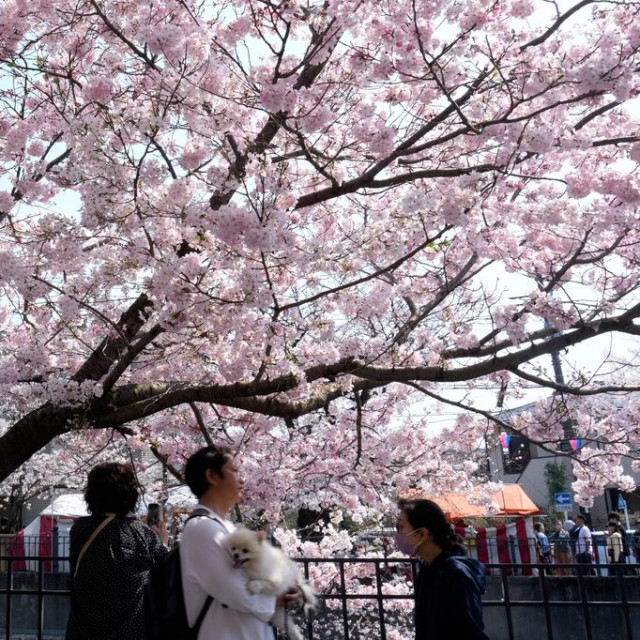 Πότε θα ανθίσουν οι κερασιές της Ιαπωνίας; Η τεχνητή νοημοσύνη έχει την απάντηση