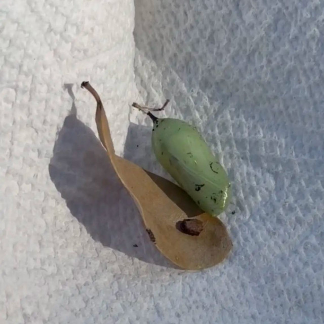 Μια γυναίκα βρίσκει ένα πράσινο εξόγκωμα στον κήπο της - Αυτό που έκρυβε ήταν όμορφο