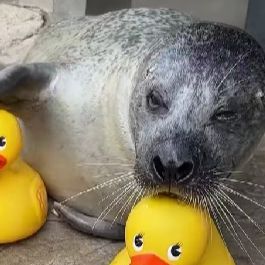 ΗΠΑ: Φώκια 32 ετών λατρεύει τα πλαστικά παπάκια και γίνεται viral