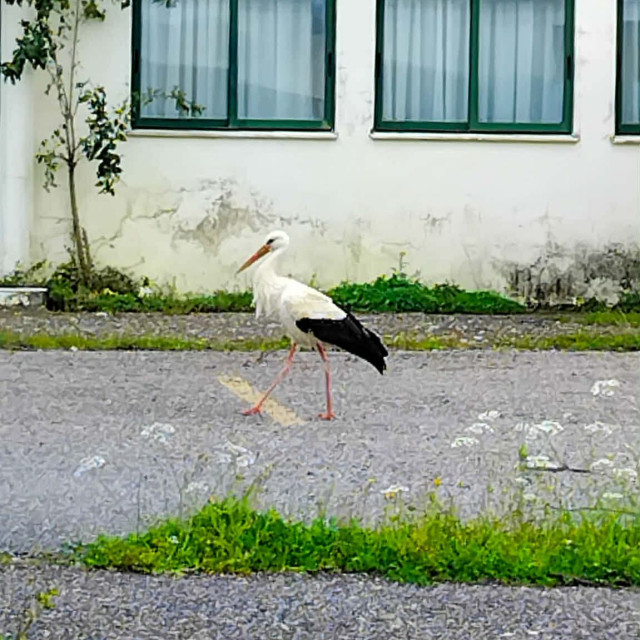 Αγρίνιο: Επέστρεψαν μετά από 50 χρόνια απουσίας οι πελαργοί στη Νέα Αβώρανη