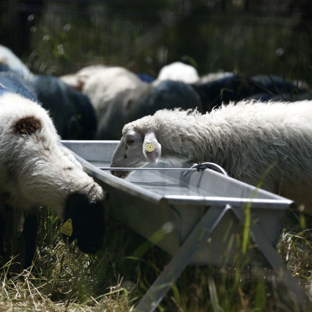 Κρήτη: Παρατείνονται έως τις 15/4 τα προληπτικά μέτρα για την ευλογιά των αιγοπροβάτων
