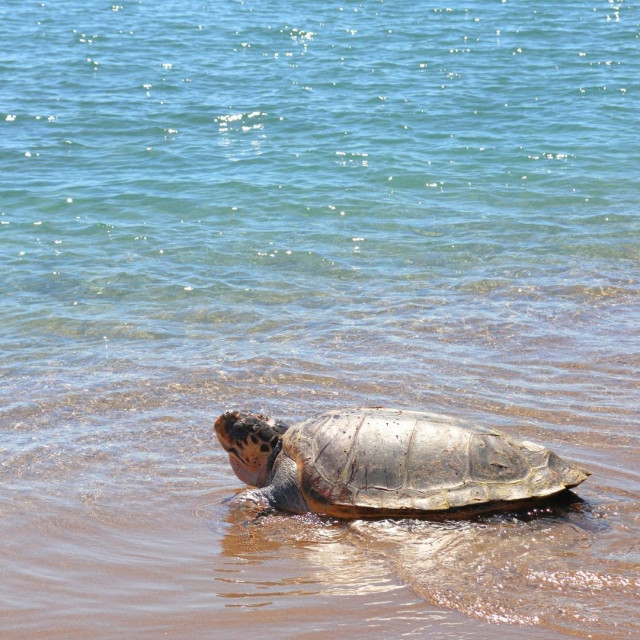 Πρέβεζα: Στη θάλασσα επέστρεψε η χελώνα «Έβερεστ» μετά από διετή μάχη αποκατάστασης
