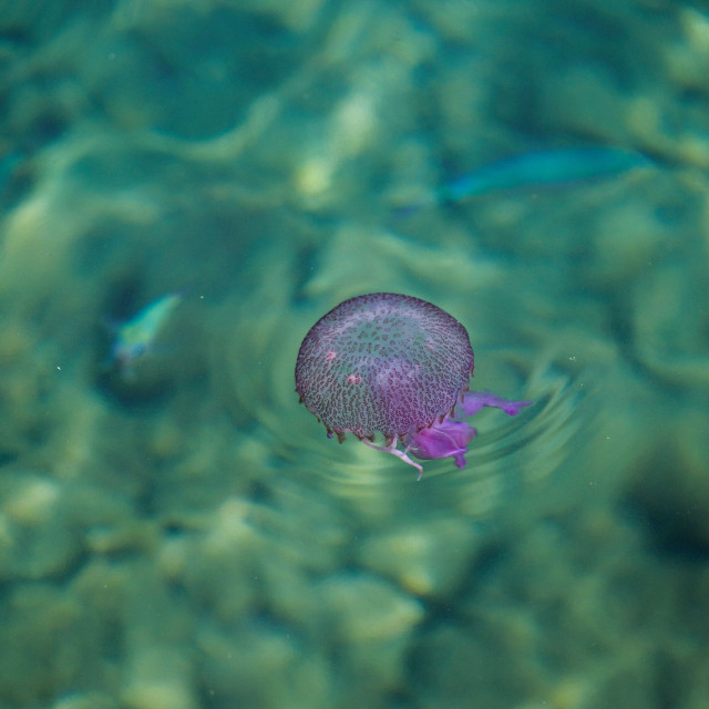 Μέδουσες: Ειδική πλατφόρμα καταγράφει την πυκνότητά τους στις ελληνικές θάλασσες
